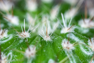 Close Up of Cactus Succulent Plant Macro Abstract
