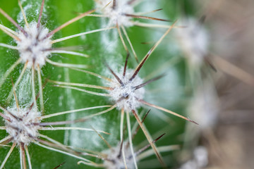 Close Up of Cactus Succulent Plant Macro Abstract