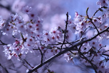 Japanese national flower cherry blossom