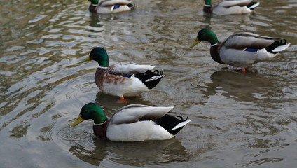 Ducks Birds Park goose