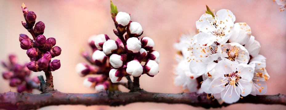 Flowers of apricot-tree are blooming out