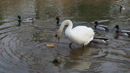 Ducks Birds Park goose