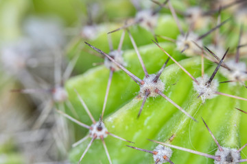 Close Up of Cactus Succulent Plant Macro Abstract