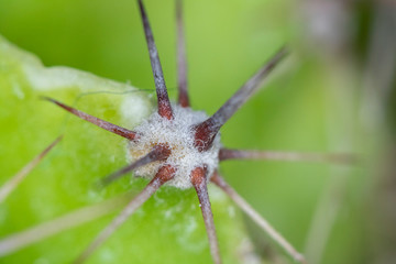 Close Up of Cactus Succulent Plant Macro Abstract