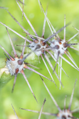 Close Up of Cactus Succulent Plant Macro Abstract