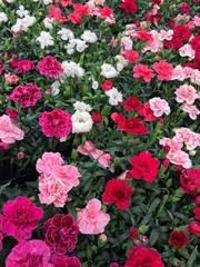 Naklejka premium Red, white and pink carnations