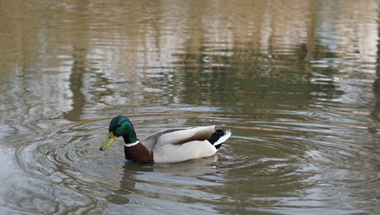 Obraz premium Schwan