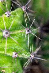 Close Up of Cactus Succulent Plant Macro Abstract