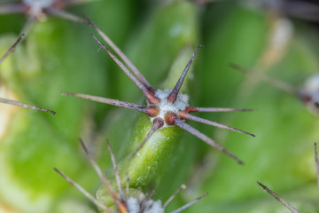 Close Up of Cactus Succulent Plant Macro Abstract