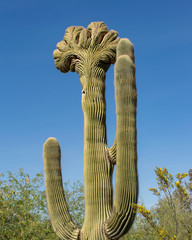 crested saguaro