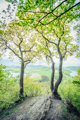 Grüner Wald im Frühling