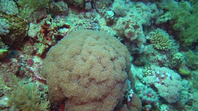 Brain coral catches plankton on a coral rif in the Red Sea. Marsa Alam, Abu Dabab, Egyp tMarsa Alam, Abu Dabab, Egypt