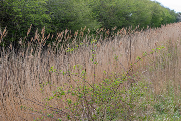 Long reeds by a river on a sunny day