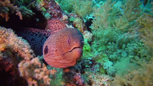 Marine fish Giant moray (Gymnothorax javanicus) swims between corals, wide shot. Red Sea. Egypt.
