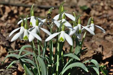 Schneeglöckchen mit Biene im Frühling