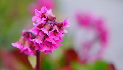 frühlingsblume sommer 