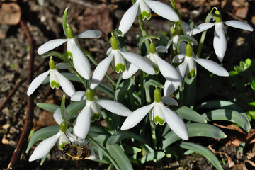 Schneeglöckchen mit Biene im Frühling