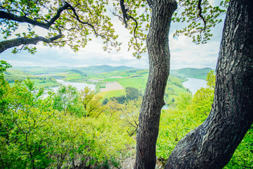 Grüner Wald im Frühling
