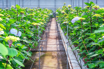 Growing hydrangeas in a huge greenhouse