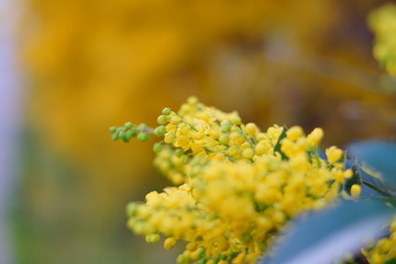 frühlingsblume sommer 