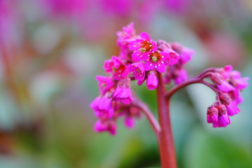 frühlingsblume sommer 