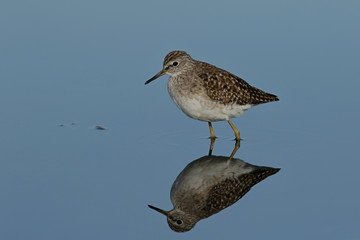 seagull on the beach