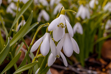 Snow drops flowers in early spring