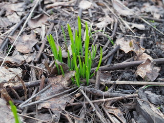 first bright green shoots appear in the spring on the gray ground