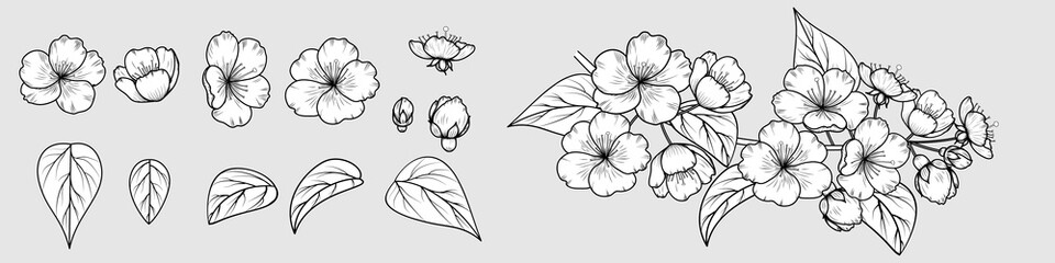 Vector image of a hand-drawn cherry blossom (sakura) branch. Set of elements to create a branch. EPS 10.