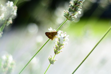 butterfly on flower