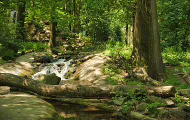 summer forest trees. nature green wood sunlight backgrounds.