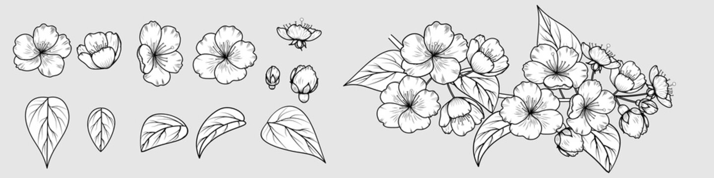 Vector image of a hand-drawn cherry blossom (sakura) branch. Set of elements to create a branch. EPS 10.
