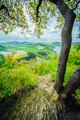 Grüner Wald im Frühling