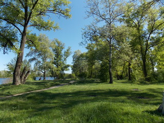 trees in park