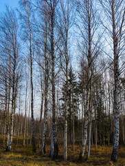 White-black birch trunks along the road in early spring.