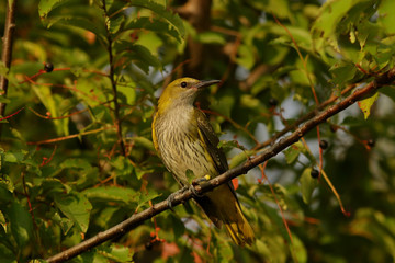 robin on a branch