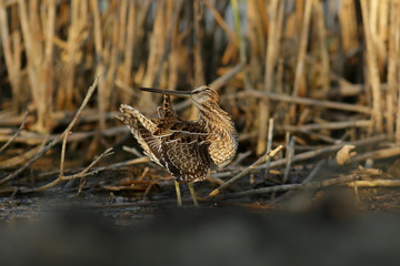bird