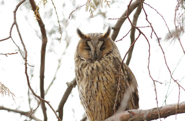 great horned owl