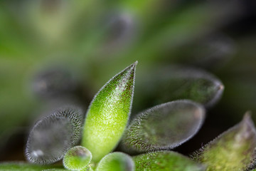 Close Up of Cactus Succulent Plant Macro Abstract