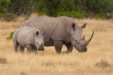 White rhinoceros mother and calf (Ceratotherium Simum) with large horns and oxpecker bird  in ear....