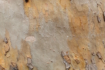 Unique Texture of Very Old and Very Big London Plane Tree