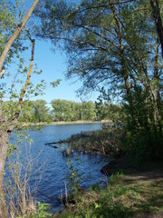 Fototapeta premium lake in the forest