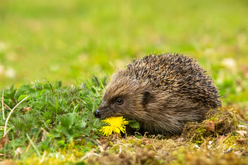 Hedgehog in garden, wild, free roaming hedgehog, taken from within a wildlife hide to monitor the health and population of this favourite but declining mammal, copy space
