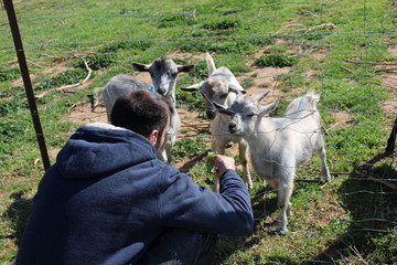 touriste qui nourri des chèvres