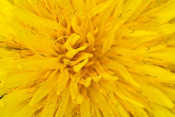 Yellow Dandelion Flower on Black Background Close Up