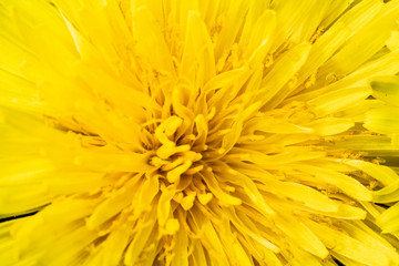 Yellow Dandelion Flower on Black Background Close Up