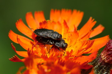 Lovebugs