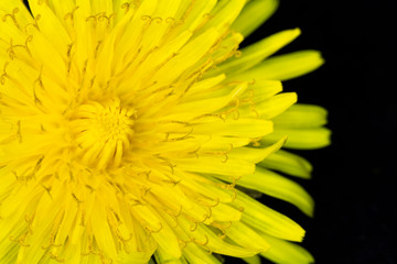 Yellow Dandelion Flower on Black Background Close Up