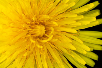 Yellow Dandelion Flower on Black Background Close Up