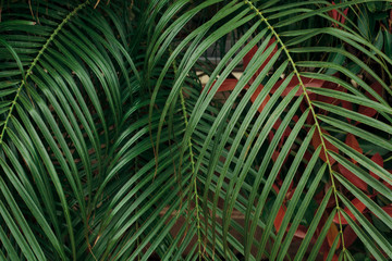 view palm leaves in a natural environment
